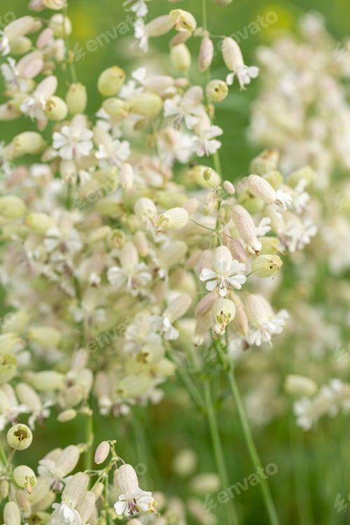 Preview: Silene vulgaris, or flake. Silene vulgaris, or flake - a perennial herb