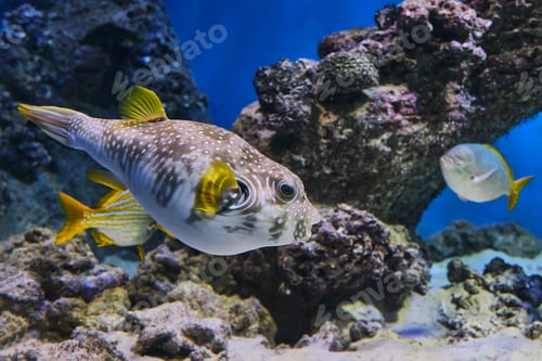 Preview: Spiny arotron swimming in aquarium.