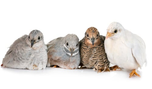 Preview: King quail in studio