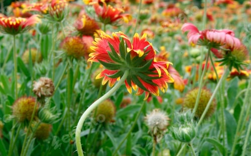 Preview: Michaelmas daisies /Red colored michaelmas daisies