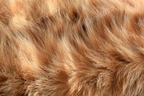 Preview: Ginger cat fur texture background.