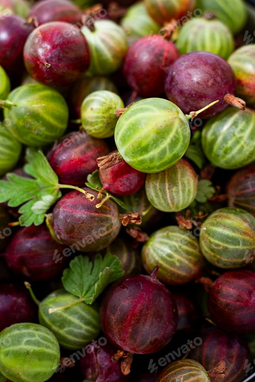 Preview: A vibrant collection of freshly picked gooseberries showcases green,