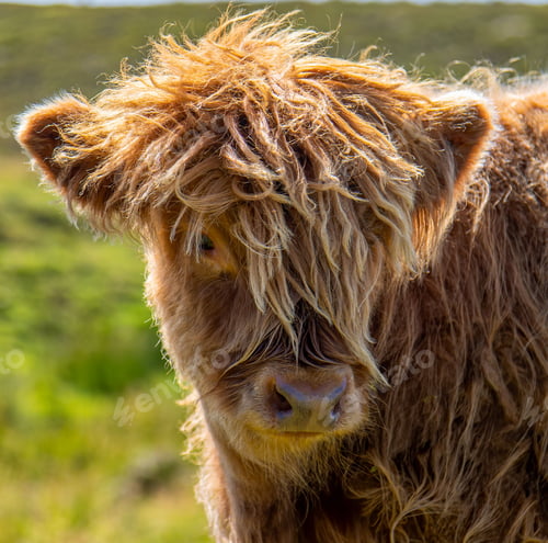 Preview: Fluffy brown highland cattle enjoying the sunshine in the green field