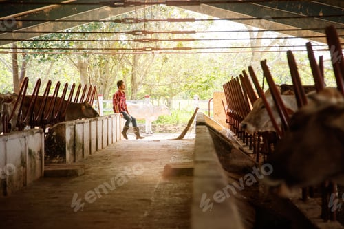 Vista previa: Man Cleaning Stables In Farm Farmer Relaxing On Wall