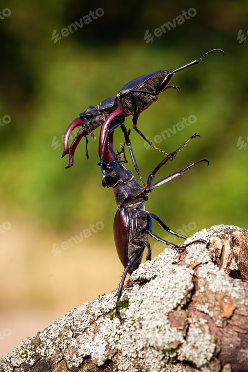Preview: Two stag beetles fighting against each other on the wood
