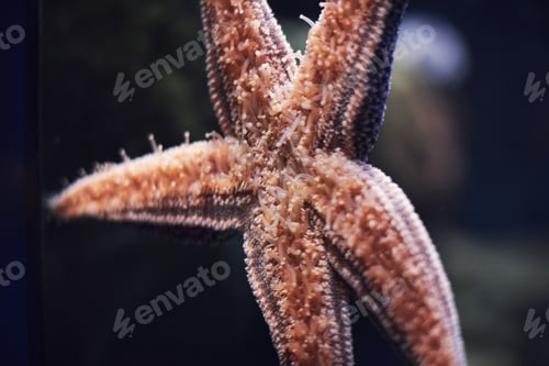 Preview: A beautiful starfish stuck to the aquarium