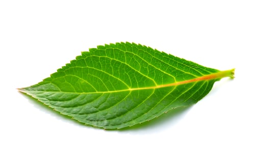 Vista previa: leaves on white background