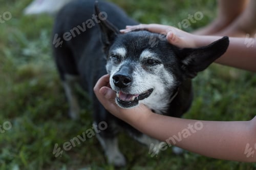 Preview: Children petting dog, elevated view