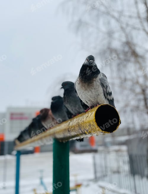 Preview: Street Birds