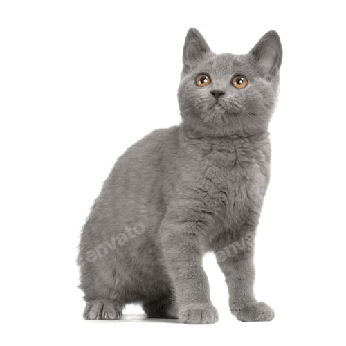 Preview: Chartreux Kitten