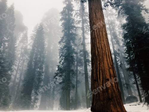 Preview: Super tall trees natural background