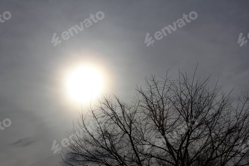 Preview: Bare Tree Silhouetted Against Hazy Sun - Photograph Of The Bare Branches Of A Winter Tree Gently