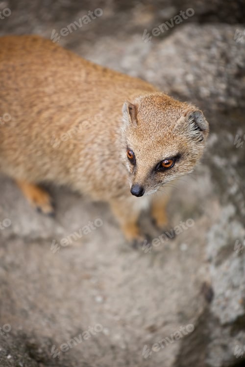 Preview: cute yellow mongoose