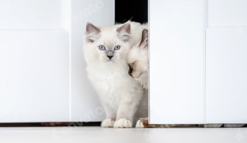 Preview: Ragdoll cat in light room