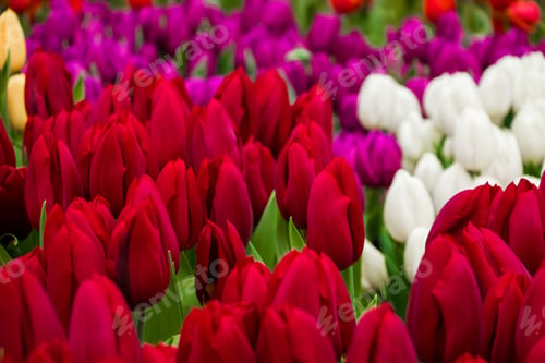Preview: Background from bright colorful tulips. Spring flowers