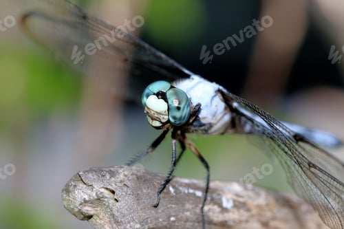 Preview: Dragonfly On Branch - Close Up Photograph Of A Dragonfly Resting In The Tip Of A Branch With