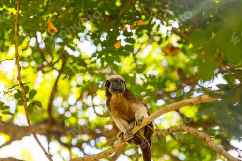 Preview: Tamarin