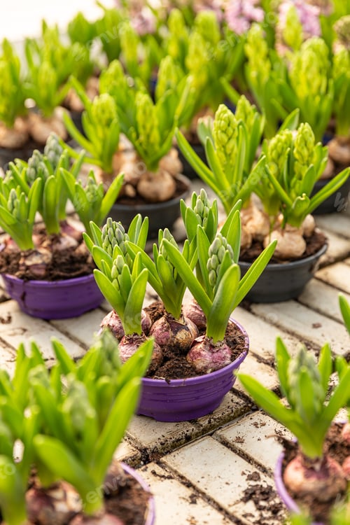 Preview: Hyacinth bulb with fresh leaves