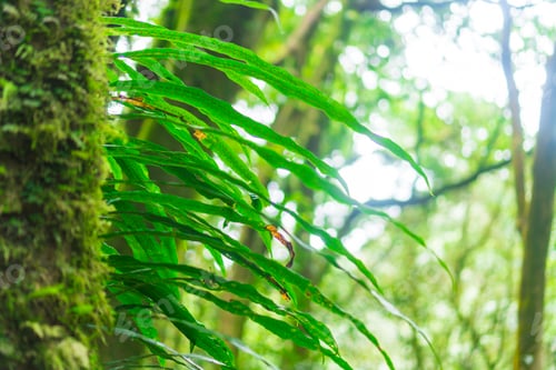 Preview: nature view of green leaf at summer under sunlight. Natural green plants landscape