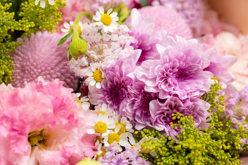 Preview: Diverse assortment of purple blooms