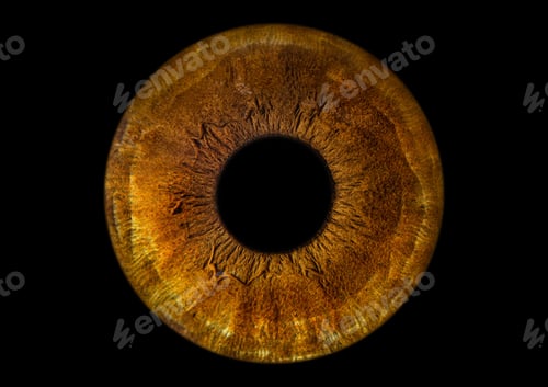Preview: Macro shot of a brown human eye isolated on a black background