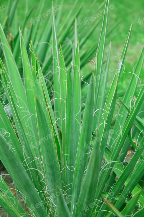 Preview: Close-up of green plant