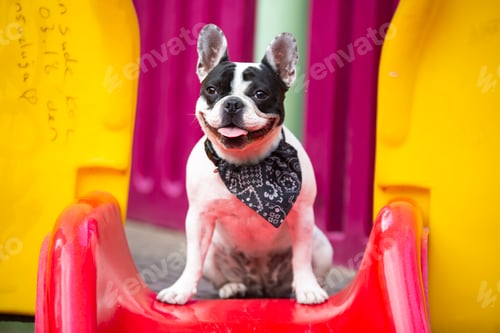 Preview: Pet animal; cute dog face portrait photo.