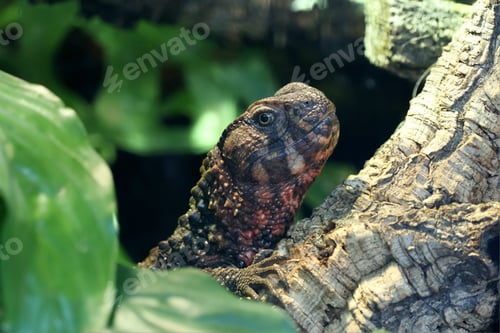 Preview: Chinese crocodile lizard (Shinisaurus crocodilurus) in a lush forest