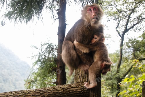 Preview: Mother and cute wild baby little monkey in China (Tibetan macaque)