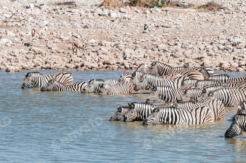 Preview: Burchells zebras standing in a waterhole to drink