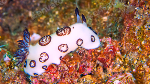 Preview: Sea Slug, Lembeh, Indonesia