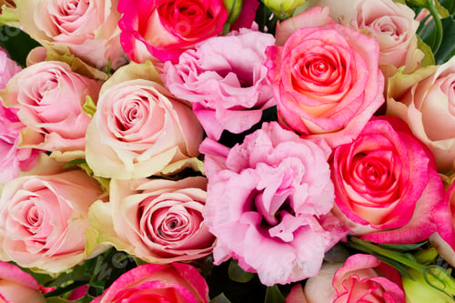 Preview: fresh rose flowers