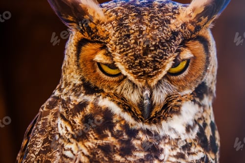 Preview: Great Horned Own
