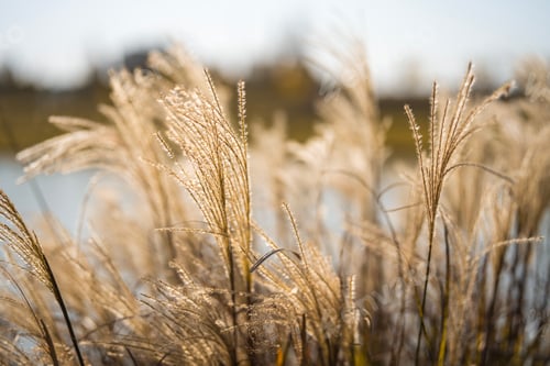 Preview: Closeup of lush grass in a field on a sunny day
