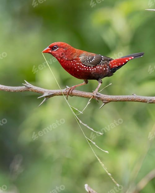 Preview: Closeup of a red avadavat bird perched on a tree branch in a field with a blurry background