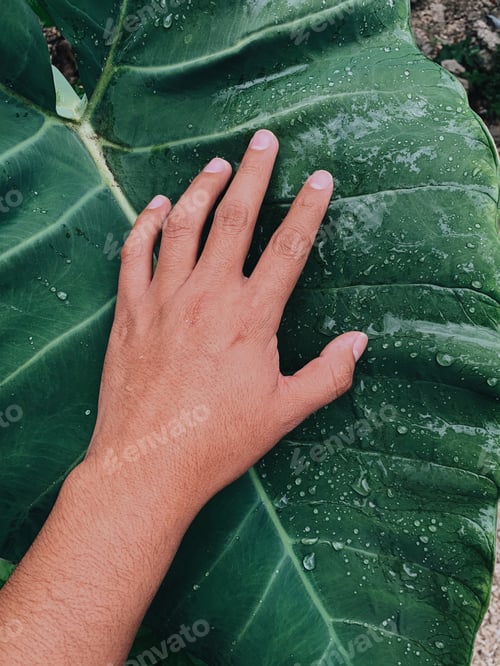Preview: Hand Touches a Large Green Leaf with Water