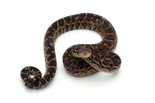Preview: Cuban tree boa isolated on white background
