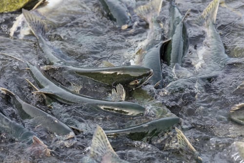Preview: Spawning salmon