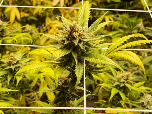 Preview: Cannabis Plants Blooming