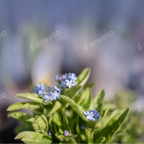 Preview: Myosotis sylvatica bush. Beautiful spring view.