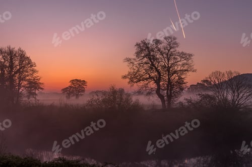 Preview: Foggy forest with beautiful trees