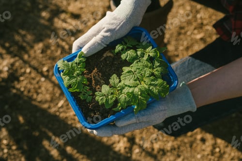 Preview: Person holds seedlings in container outdoors sunny