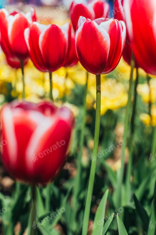 Preview: Red tulips with beautiful bouquet background.