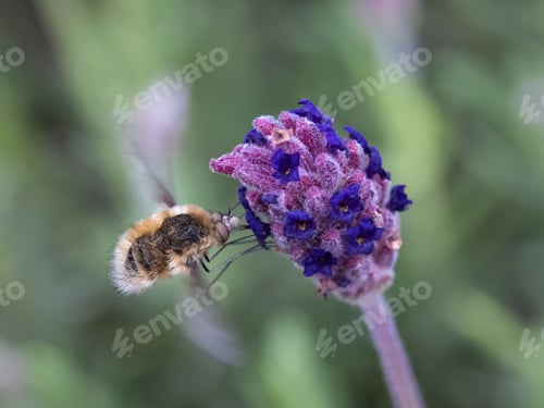 Preview: Closeup shot of a bumblebee, who collects pollen from a purple flower