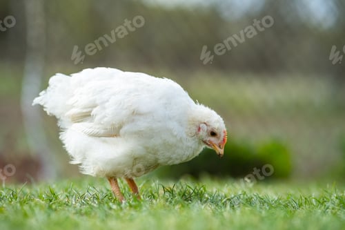 Preview: Hen feed on traditional rural barnyard.