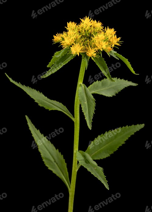 Preview: Yellow flowers of rhodiola rosea, isolated on black background