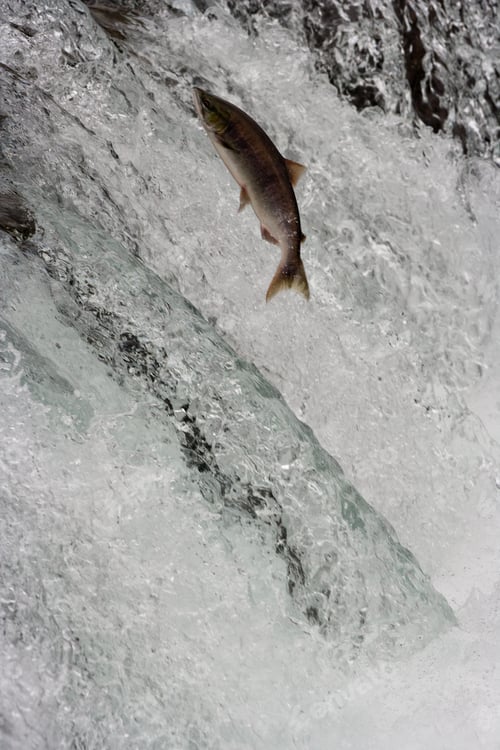 Preview: Salmon swimming upstream, Katmai National Park, Alaska, USA