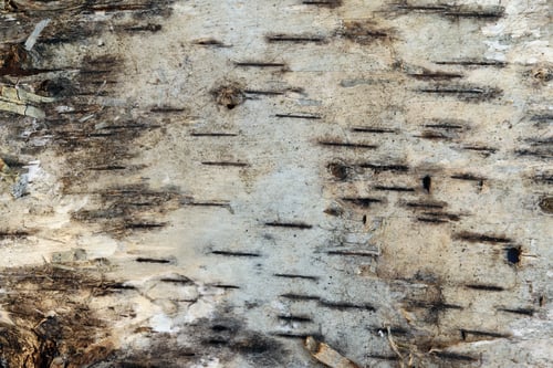 Preview: Texture Of The Birch Bark