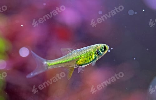 Preview: Microdevario kubotai in planted tank