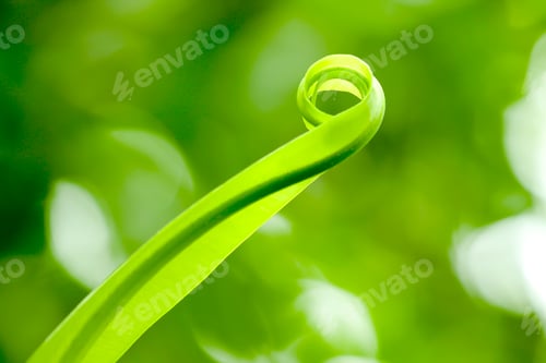 Preview: The tip of the leaf rolls.
